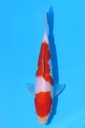 349094 21cm 阪井产 红白 公母不明