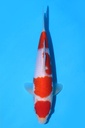 349085 25cm 阪井产 红白 公母不明