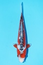 349082 26cm 田中产 秋翠 公母不明