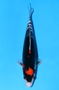 349080 30cm  清十郎产 九纹龙 雌性