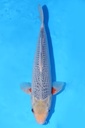 349079 34cm 尾形产 浅黄 雄性
