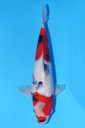 349077 37cm 伊佐产 昭和 雄性