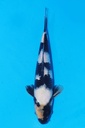 349076 38cm 尾形产 白泻 雄性