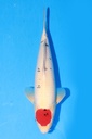 349073 42cm 阪井产 丹顶三色 雄性