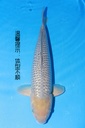 349070 59cm 山重 银鳞空鲤 雌性