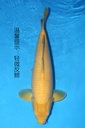 349069 60cm 丸堂产 介子 雌性