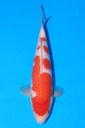 349064 38cm 桃太郎产 红白 雄性