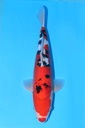 349062 38cm 尾形产 德国大正 雌性