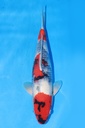 349058 40cm 伊佐产 昭和 雄性