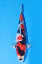 349057 40cm 伊佐产 昭和 雄性