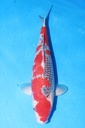 349055 44cm 川上产 五色 雌性