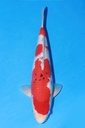 349053 45cm 阪井产 大正 雄性