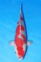 349051 52cm 川上产 五色 雌性