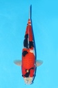 349050 52cm 关口产 昭和 雌性