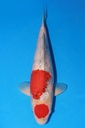 349048 55cm 大日产 大正 雌性