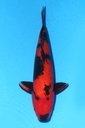 349046 61cm 大日产 绯泻 雌性
