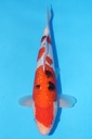 349044 36cm 桃太郎产 银鳞大正 雄性
