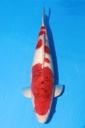 349042 51cm 尾形产 蓝衣 雌性