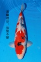 349041 60cm 大日产 昭和 雄性