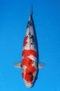 349039 53cm 尾形产 银鳞昭和 雌性