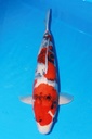 349038 55cm 大日产 昭和 雌性