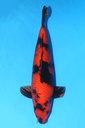 349036 57cm 蓧田产 绯泻 雌性