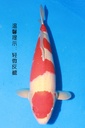 349035 58cm 阪井产 红白 雌性 枫树