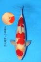349033 60cm 大日产 红白 雌性