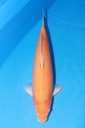 349034 61cm 小西产 介子 二才 雌性