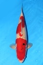 349031 62cm 阪井产 大正 雌性