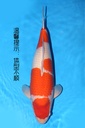 349029 63cm 阪井产 红白 雌性