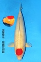 349027 68cm 大日产 丹顶 雌性