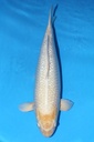 349023 72cm 菅野产 银鳞白金 雌性