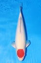 349020 53cm 丸重产 丹顶  雌性