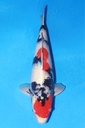 349017 53cm 尾形产 昭和 雌性
