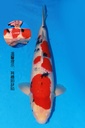 349014 60cm 阪井产 大正 雌性