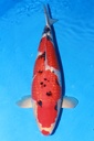 349013 61cm 丸堂产 银鳞大正 雌性