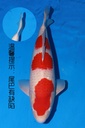 349040 62cm 桃太郎产 红白 雄性