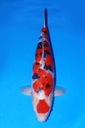 349019 63cm 桃太郎产 大正 雄性