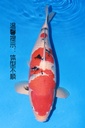 349018 68cm 新阪井产 大正 雌性