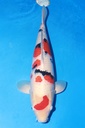 349011 69cm 丸堂产 大正 雌性