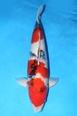 349009 74cm 阪井产 昭和 雌性