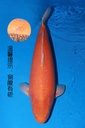 349002 82cm 大日产 黄猿 雌性