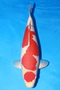 349003 64cm 丸堂产 红白 雌性