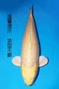349021 81cm 桃太郎产 银鳞黄金 雌性 芯片3043