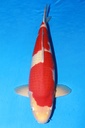 349007 70cm 丸堂产 红白 雌性