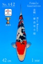 A42 阪井大正 42CM 当才 摩洛哥小姐（附视频）