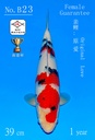 B23 阪井大正 39CM 当才 原爱 雌性保证（附视频）