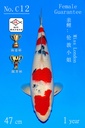 C12 阪井大正 47CM 当才 伦敦小姐 雌性保证（附视频）