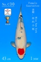 C30 阪井丹顶三色 43CM 当才 纽约小姐 传说 雌性保证（附视频）